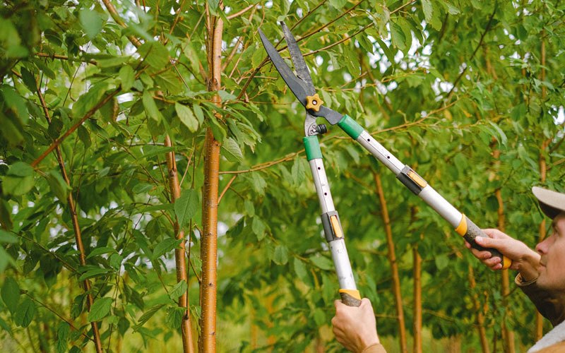 Tree trimming in South Beach, OR